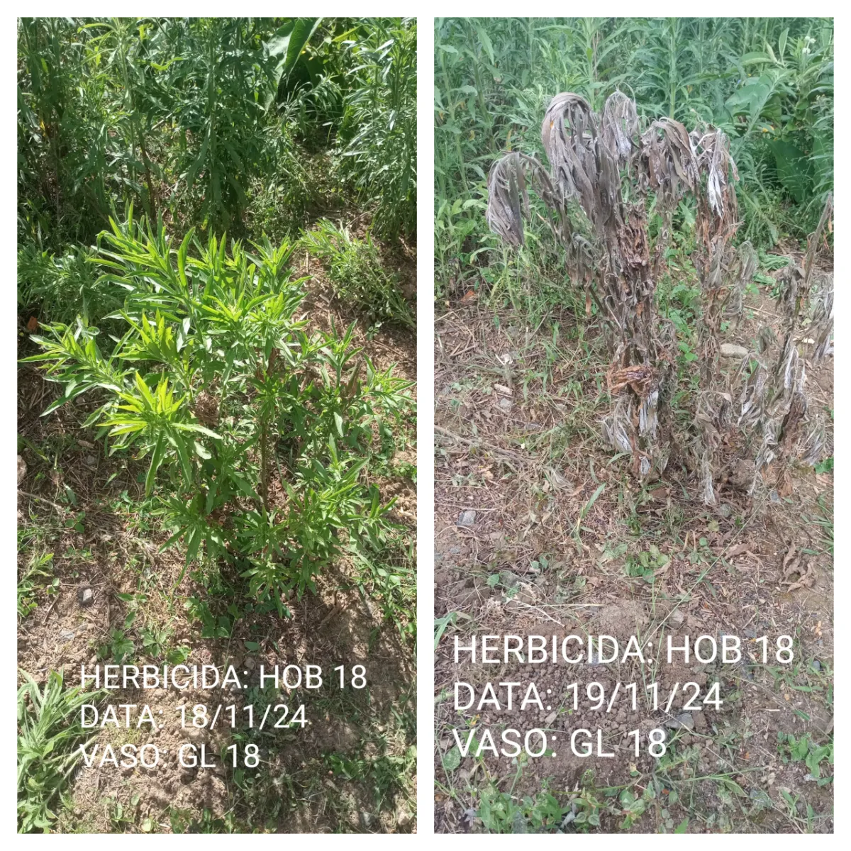Contact herbicide for the control of horseweed (Conyza spp.) and other weeds