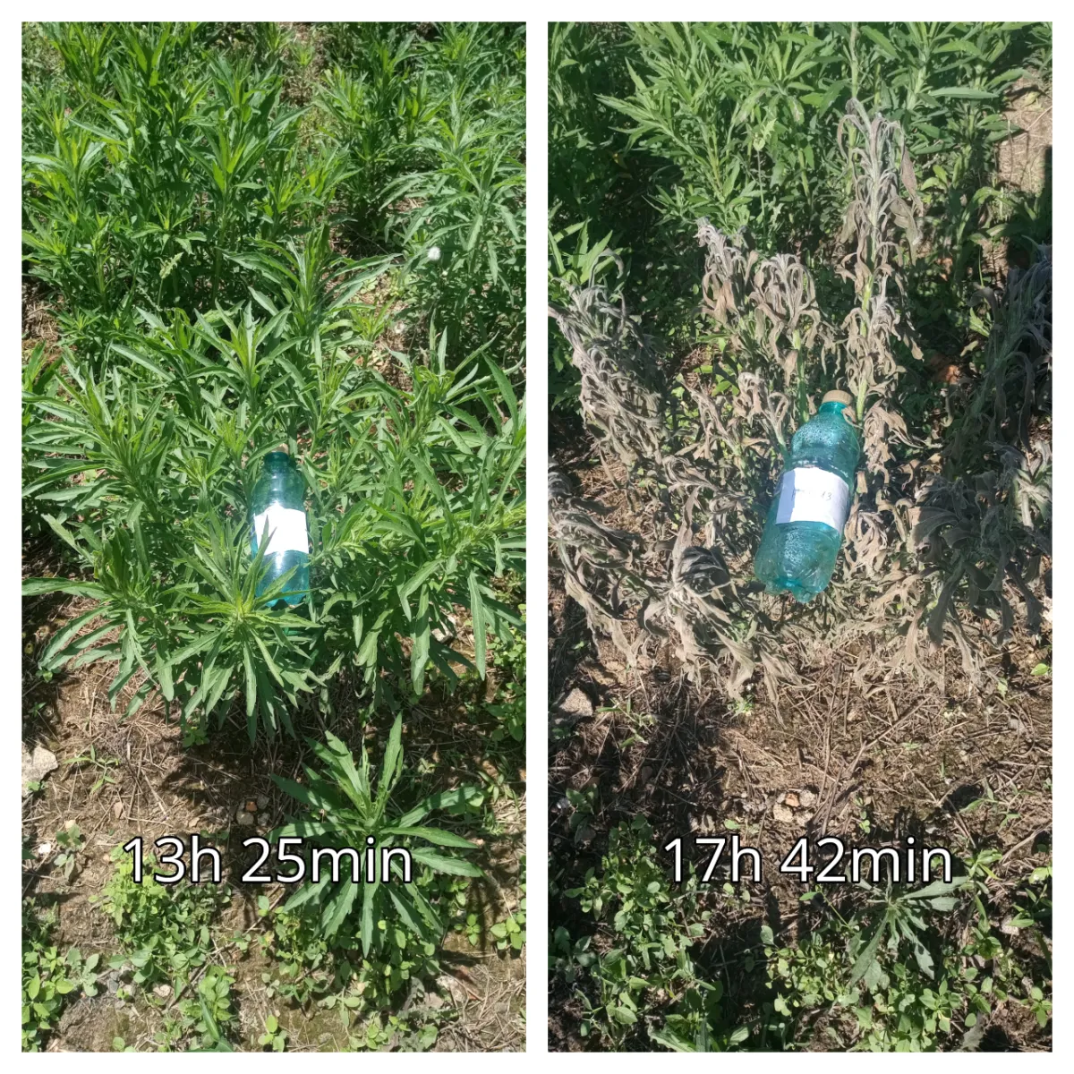 Contact herbicide for the control of horseweed (Conyza spp.) and other weeds