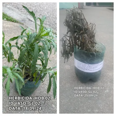 Contact herbicide for the control of horseweed (Conyza spp.) and other weeds