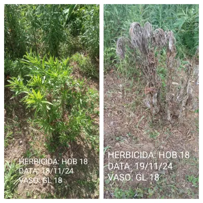 Contact herbicide for the control of horseweed (Conyza spp.) and other weeds